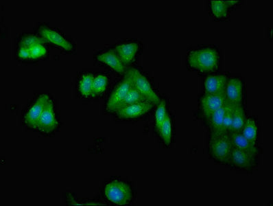 Immunofluorescent analysis of HepG2 cells using INPP5A Antibody at dilution of 1:100 and Alexa Fluor 488-congugated AffiniPure Goat Anti-Rabbit IgG(H+L)