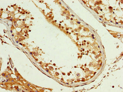IHC image of PCBP2 Antibody diluted at 1:200 and staining in paraffin-embedded human testis tissue performed on a Leica BondTM system. After dewaxing and hydration, antigen retrieval was mediated by high pressure in a citrate buffer (pH 6.0). Section was blocked with 10% normal goat serum 30min at RT. Then primary antibody (1% BSA) was incubated at 4°C overnight. The primary is detected by a biotinylated secondary antibody and visualized using an HRP conjugated SP system.Rabbit anti-Human PCBP2 Polyclonal Antibody