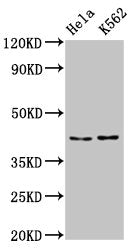 Western Blot  | Positive WB detected in: Hela whole cell lysate, K562 whole cell lysate  | All lanes: PCBP2 antibody at 5.3µg/ml  | Secondary  | Goat polyclonal to rabbit IgG at 1/50000 dilution  | Predicted band size: 39, 35, 36, 34 kDa  | Observed band size: 43 kDaRabbit anti-Human PCBP2 Polyclonal Antibody