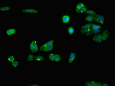 Immunofluorescent analysis of HepG2 cells using RGN Antibody at dilution of 1:100 and Alexa Fluor 488-congugated AffiniPure Goat Anti-Rabbit IgG(H+L)