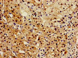 Immunohistochemistry of paraffin-embedded human adrenal gland tissue using RGN Antibody at dilution of 1:100