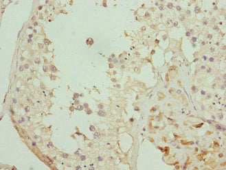 Immunohistochemistry of paraffin-embedded human testis tissue using GPR68 Antibody at dilution of 1:100Rabbit anti-Human GPR68 Polyclonal Antibody