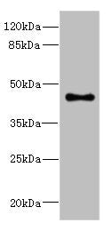 Western blot | All lanes: GPR68antibody at 4.95μg/ml + Mouse lung tissue | Secondary | Goat polyclonal to rabbit IgG at 1/10000 dilution | Predicted band size: 41 kDa | Observed band size: 41 kDaRabbit anti-Human GPR68 Polyclonal Antibody