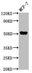 Western Blot  | Positive WB detected in: MCF-7 whole cell lysate  | All lanes: CCDC6 antibody at 3µg/ml  | Secondary  | Goat polyclonal to rabbit IgG at 1/50000 dilution  | Predicted band size: 54 kDa  | Observed band size: 54 kDa
