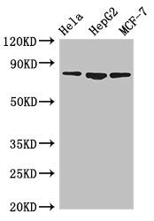 Western Blot | Positive WB detected in: Hela whole cell lysate, HepG2 whole cell lysate, MCF-7 whole cell lysate | All lanes: IMMT antibody at 3.5μg/ml | Secondary | Goat polyclonal to rabbit IgG at 1/50000 dilution | Predicted band size: 84, 83, 81 kDa | Observed band size: 84 kDaRabbit anti-Human IMMT Polyclonal Antibody