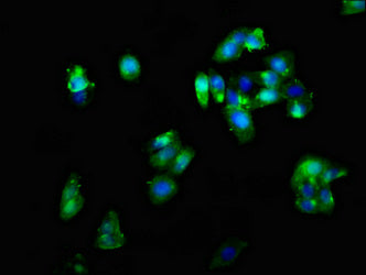 Immunofluorescent analysis of HepG2 cells using CRHR2 Antibody at dilution of 1:100 and Alexa Fluor 488-congugated AffiniPure Goat Anti-Rabbit IgG(H+L)Rabbit anti-Human CRHR2 Polyclonal Antibody