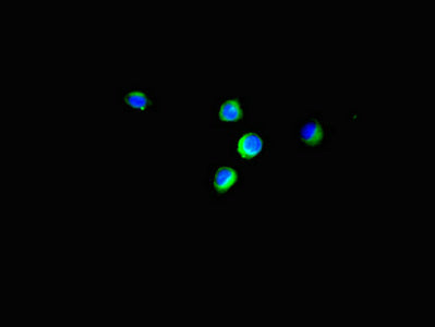 Immunofluorescent analysis of Hela cells using EIF4EBP1 Antibody at dilution of 1:100 and Alexa Fluor 488-congugated AffiniPure Goat Anti-Rabbit IgG(H+L)Rabbit anti-Human EIF4EBP1 Polyclonal Antibody