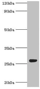 Western blot | All lanes: Fibroblast growth factor-binding protein 1 antibody at 5μg/ml + Mouse skeletal muscle tissue | Secondary | Goat polyclonal to rabbit IgG at 1/10000 dilution | Predicted band size: 26 kDa | Observed band size: 26 kDaRabbit anti-Human FGFBP1 Polyclonal Antibody
