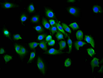 Immunofluorescence staining of A549 cells with PLCL1 Antibody at 1:100, counter-stained with DAPI. The cells were fixed in 4% formaldehyde, permeabilized using 0.2% Triton X-100 and blocked in 10% normal Goat Serum. The cells were then incubated with the antibody overnight at 4°C. The secondary antibody was Alexa Fluor 488-congugated AffiniPure Goat Anti-Rabbit IgG(H+L).Rabbit anti-Human PLCL1 Polyclonal Antibody
