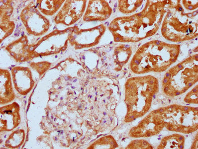 IHC image of PLCL1 Antibody diluted at 1:300 and staining in paraffin-embedded human kidney tissue performed on a Leica BondTM system. After dewaxing and hydration, antigen retrieval was mediated by high pressure in a citrate buffer (pH 6.0). Section was blocked with 10% normal goat serum 30min at RT. Then primary antibody (1% BSA) was incubated at 4°C overnight. The primary is detected by a biotinylated secondary antibody and visualized using an HRP conjugated SP system.Rabbit anti-Human PLCL1 Polyclonal Antibody