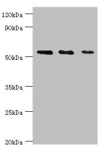 Western blot | All lanes: TGF-beta-activated kinase 1 and MAP3K7-binding protein 1 antibody at 7μg/ml | Lane 1: K562 whole cell lysate | Lane 2: Hela whole cell lysate | Lane 3: Mouse heart tissue | Secondary | Goat polyclonal to rabbit IgG at 1/10000 dilution | Predicted band size: 55, 50 kDa | Observed band size: 55 kDaRabbit anti-Human TAB1 Polyclonal Antibody