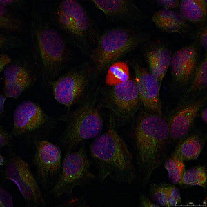 Immunofluorescence staining of methanol-fixed HeLa cells using NF-kappa;B p105/p50 (phospho-Ser337) antibody.Rabbit anti-Human NFKB1 Polyclonal Antibody