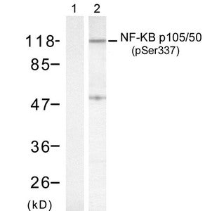 Western blot analysis of extract from HeLa cells, using NF-kappa;B p105/p50 (phospho-Ser337) antibody (Lane 1 and 2).Rabbit anti-Human NFKB1 Polyclonal Antibody