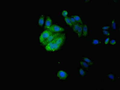 Immunofluorescent analysis of HepG2 cells using IZUMO4 Antibody at dilution of 1:100 and Alexa Fluor 488-congugated AffiniPure Goat Anti-Rabbit IgG(H+L)