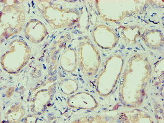 Immunohistochemistry of paraffin-embedded human kidney tissue using IZUMO4 Antibody at dilution of 1:100