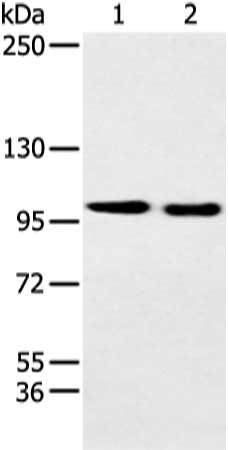 Gel: 6%SDS-PAGE, Lysate: 40 μg, Lane 1-2: Hela and 231 cell, Primary antibody: EPHB3 Antibody(EPHB3 Antibody) at dilution 1/250 dilution, Secondary antibody: Goat anti rabbit IgG at 1/8000 dilution, Exposure time: 20 secondsRabbit anti-Human EPHB3 Polyclonal Antibody