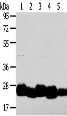 Gel: 8%SDS-PAGE,Lysate: 40 μg,Lane 1-5: HepG2 cells, K562 cells, Hela cells, A549 cells, Mouse intestines tissue,Primary antibody: TMED4 Antibody(TMED4 Antibody) at dilution 1/800 dilution,Secondary antibody: Goat anti rabbit IgG at 1/8000 dilution,Exposure time: 1 minuteRabbit anti-Human TMED4 Polyclonal Antibody