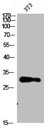 Western Blot analysis of 3T3 cells using Nanos Homologue 1 (NANOS1) Polyclonal Antibody diluted at 1:1500. Secondary antibody  was diluted at 1:20000Rabbit anti-Human NANOS1 Polyclonal Antibody