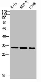 Western Blot analysis of various cells using Antibody diluted at 1:1000. Secondary antibody  was diluted at 1:20000Rabbit anti-Human NANOS1 Polyclonal Antibody