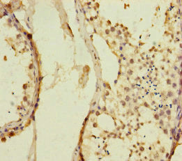 Immunohistochemistry of paraffin-embedded human testis tissue using KIZ Antibody at dilution of 1:100