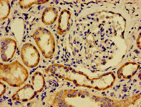 Immunohistochemistry of paraffin-embedded human kidney tissue using the antibody at dilution of 1:100Rabbit anti-Human SREBF2 Polyclonal Antibody