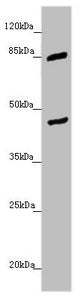 Western blot | All lanes: MTERFD3 antibody at 1.45 μg/ml + U251 whole cell lysate | Secondary | Goat polyclonal to rabbit IgG at 1/10000 dilution | Predicted band size: 44 kDa | Observed band size: 44, 85 kDaRabbit anti-Human MTERF2 Polyclonal Antibody