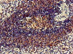 Immunohistochemistry of paraffin-embedded human spleen tissue using LEXM Antibody at dilution of 1:100