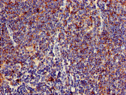 Immunohistochemistry of paraffin-embedded human lymph node tissue using LEXM Antibody at dilution of 1:100