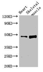Western Blot | Positive WB detected in: Rat heart tissue, Rat skeletal muscle tissue | All lanes: LEXM antibody at 4μg/ml | Secondary | Goat polyclonal to rabbit IgG at 1/50000 dilution | Predicted band size: 48 kDa | Observed band size: 48 kDa