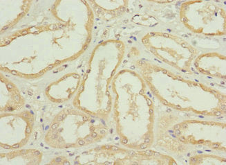 Immunohistochemistry of paraffin-embedded human kidney tissue using the antibody at dilution of 1:100Rabbit anti-Human NRN1L Polyclonal Antibody