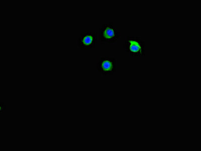 Immunofluorescent analysis of Hela cells using C2CD3 Antibody at dilution of 1:100 and Alexa Fluor 488-congugated AffiniPure Goat Anti-Rabbit IgG(H+L)