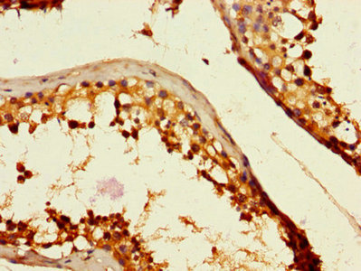 Immunohistochemistry of paraffin-embedded human testis tissue using the antibody at dilution of 1:100