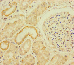 Immunohistochemistry of paraffin-embedded human kidney tissue using the antibody at dilution of 1:100