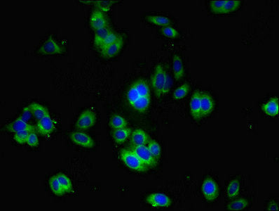 Immunofluorescent analysis of HepG2 cells using YIF1B Antibody at dilution of 1:100 and Alexa Fluor 488-congugated AffiniPure Goat Anti-Rabbit IgG(H+L)Rabbit anti-Human YIF1B Polyclonal Antibody
