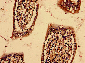 Immunohistochemistry analysis of human small intestine tissue using YIF1B Antibody at dilution of 1:100Rabbit anti-Human YIF1B Polyclonal Antibody