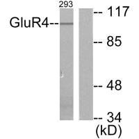 Western blot analysis of extracts from 293 cells, untreated or treated with Forskolin (40nM, 30mins), using GluR4 antibody.Rabbit anti-Human GRM4 Polyclonal Antibody