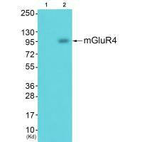 Western blot analysis of extracts from JK cells (Lane 2), using mGluR4 antiobdy. The lane on the left is treated with synthesized peptide.Rabbit anti-Human GRM4 Polyclonal Antibody
