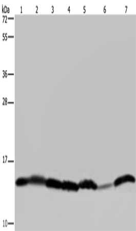 Gel: 10%SDS-PAGE, Lysate: 40 μg, Lane 1-7: Mouse liver tissue, HepG2 cells, 293T cells, Hela cells, Raji cells, A375 cells, K562 cells, Primary antibody: HIST1H2AH Antibody(HIST1H2AH Antibody) at dilution 1/450, Secondary antibody: Goat anti rabbit IgG at 1/8000 dilution, Exposure time: 20 secondsRabbit anti-Human HIST1H2AH Polyclonal Antibody
