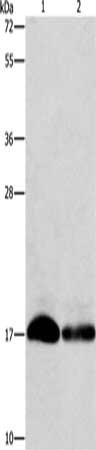 Gel: 12%SDS-PAGE, Lysate: 40 μg, Lane 1-2: Hela cells, hepg2 cells, Primary antibody: IFITM3 Antibody(IFITM3 Antibody) at dilution 1/500, Secondary antibody: Goat anti rabbit IgG at 1/8000 dilution, Exposure time: 10 secondsRabbit anti-Human IFITM3 Polyclonal Antibody