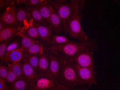 Immunofluorescence staining of methanol-fixed MCF cells using Progesterone Receptor(Phospho-Ser190) Antibody.Rabbit anti-Human PGR Polyclonal Antibody