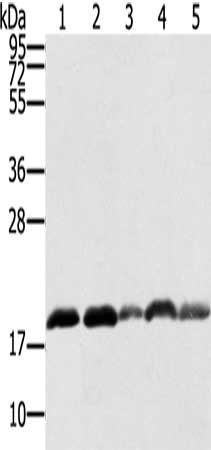 Gel: 12%SDS-PAGE, Lysate: 40 μg, Lane 1-5: K562 cells, hepg2 cells, 231 cells, Jurkat cells, Raji cells, Primary antibody: PTRH2 Antibody(PTRH2 Antibody) at dilution 1/250, Secondary antibody: Goat anti rabbit IgG at 1/8000 dilution, Exposure time: 20 secondsRabbit anti-Human PTRH2 Polyclonal Antibody