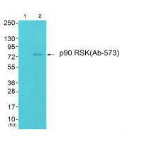 Western blot analysis of extracts from 293 cells (Lane 2), using p90 RSK (Ab-573) antiobdy. The lane on the left is treated with synthesized peptide.Rabbit anti-Human RPS6KA1 Polyclonal Antibody