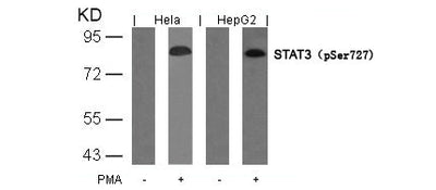 Western blot analysis of extracts from Hela and HepG2 cells untreated or treated with PMA usingSTAT3(Phospho-Ser727) Antibody.Rabbit anti-Human STAT3 Polyclonal Antibody