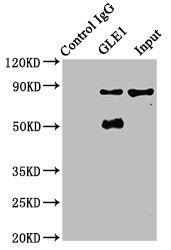 Immunoprecipitating GLE1 in A549 whole cell lysate  | Lane 1: Rabbit control IgG instead of the antibody in A549 whole cell lysate. For western blotting, a HRP-conjugated Protein G antibody was used as the secondary antibody (1/2000)  | Lane 2: the antibody (6µg) + A549 whole cell lysate (500µg)  | Lane 3: A549 whole cell lysate (20µg)Rabbit anti-Human GLE1 Polyclonal Antibody