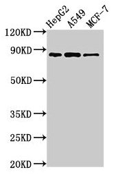 Western Blot  | Positive WB detected in: HepG2 whole cell lysate, A549 whole cell lysate, MCF-7 whole cell lysate  | All lanes: GLE1 antibody at 2.8µg/ml  | Secondary  | Goat polyclonal to rabbit IgG at 1/50000 dilution  | Predicted band size: 80, 76 kDa  | Observed band size: 80 kDaRabbit anti-Human GLE1 Polyclonal Antibody