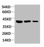 Western blot analysis of 1) C2C12 Cell Lysate, 2)PC12 Cell Lysate, 3) Hela Cell Lysate using HSP40 Rabbit pAb diluted at 1:1000.Rabbit anti-Human DNAJB1 Polyclonal Antibody
