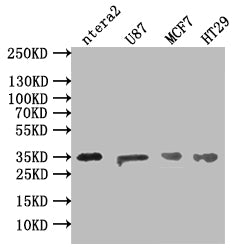 Western BlotPositive WB detected in: NTERA-2 whole cell lysate, U87 whole cell lysate, MCF7 whole cell lysate, HT29 whole cell lysate All lanes: MEST antibody at 1:500SecondaryGoat polyclonal to rabbit IgG at 1/50000 dilutionPredicted band size: 39, 38, 34 kDa