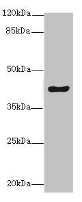 Western blotAll lanes: MEST antibody at 1:500+ Mouse kidney tissueSecondaryGoat polyclonal to rabbit IgG at 1/10000 dilutionPredicted band size: 39, 38, 34 kDaObserved band size: 39 kDa