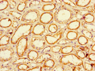 Immunohistochemistry of paraffin-embedded human kidney tissue using the antibody at dilution of 1:100