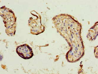 Immunohistochemistry of paraffin-embedded human placenta tissue using COBLL1 Antibody at dilution of 1:100Rabbit anti-Human COBLL1 Polyclonal Antibody